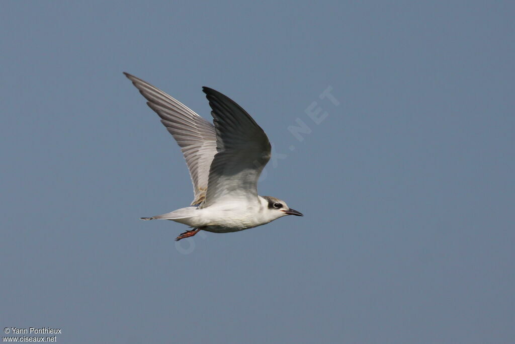 Whiskered Tern