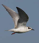 Whiskered Tern