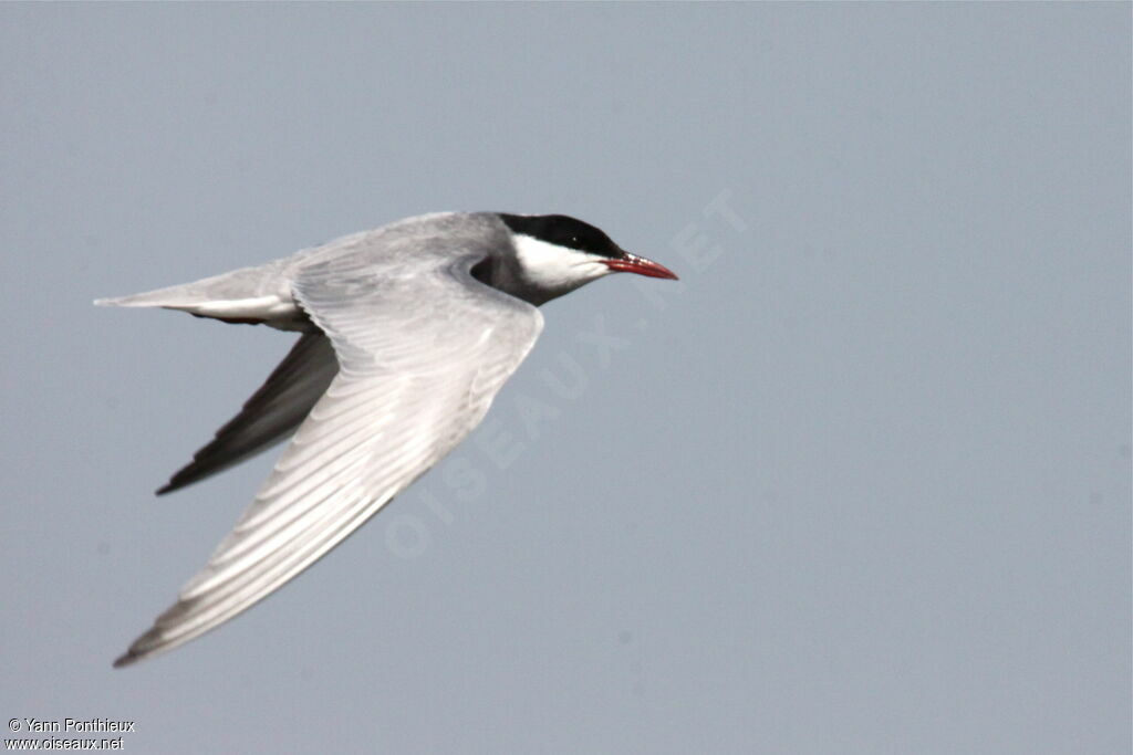 Whiskered Tern