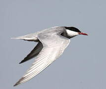 Whiskered Tern