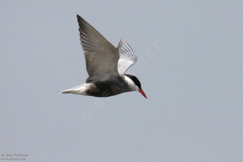 Whiskered Tern