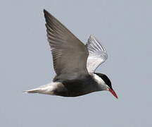 Whiskered Tern