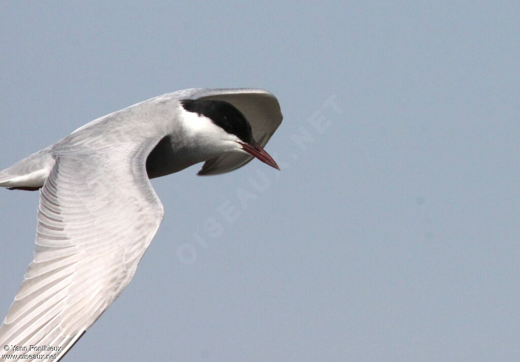 Whiskered Tern