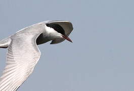 Whiskered Tern