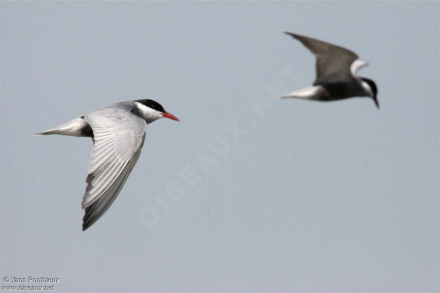 Whiskered Tern