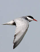 Whiskered Tern