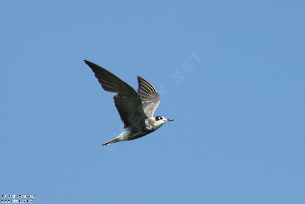 Black Tern