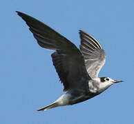 Black Tern