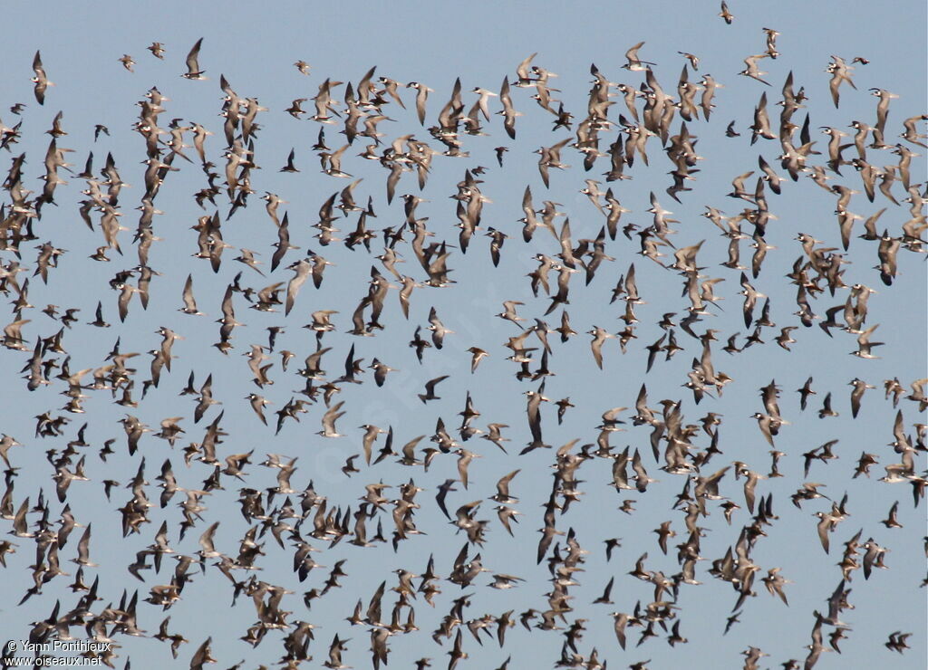 Black Tern, Flight