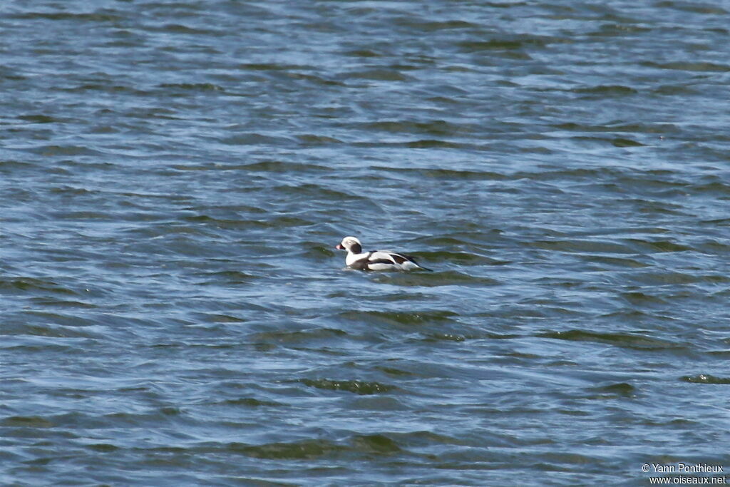 Long-tailed Duck