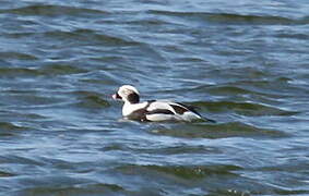 Long-tailed Duck