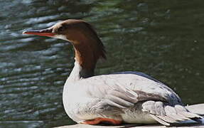 Common Merganser