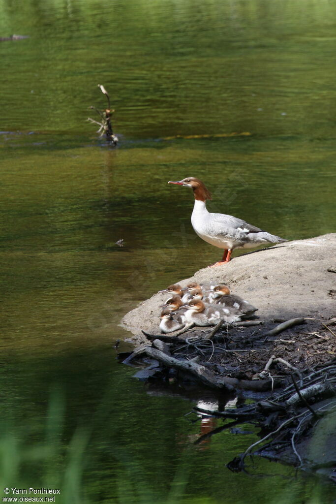 Common Merganser