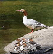 Common Merganser