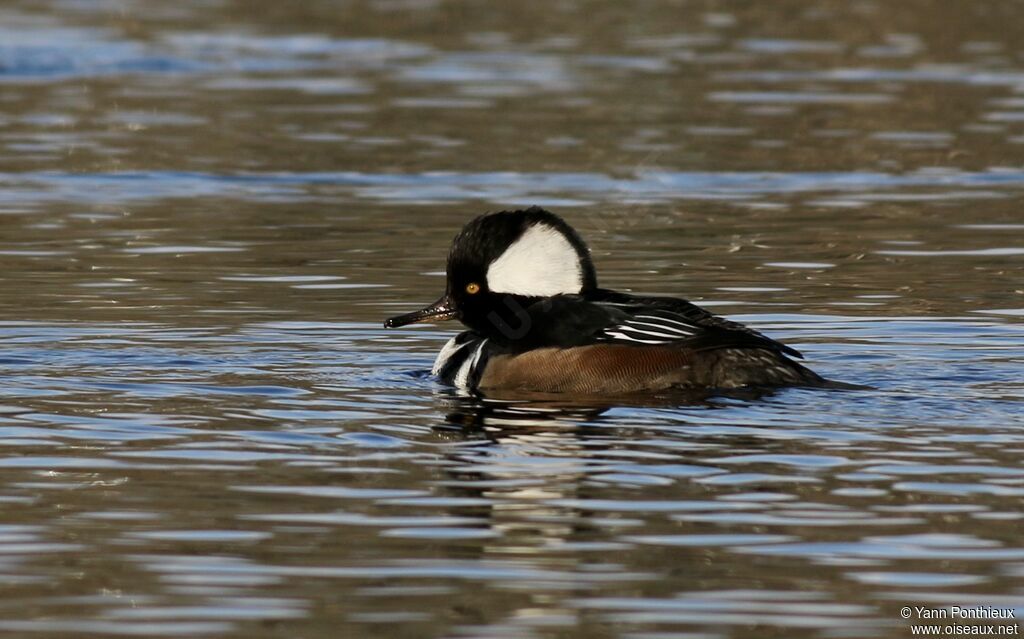 Hooded Merganser