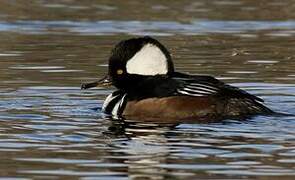 Hooded Merganser