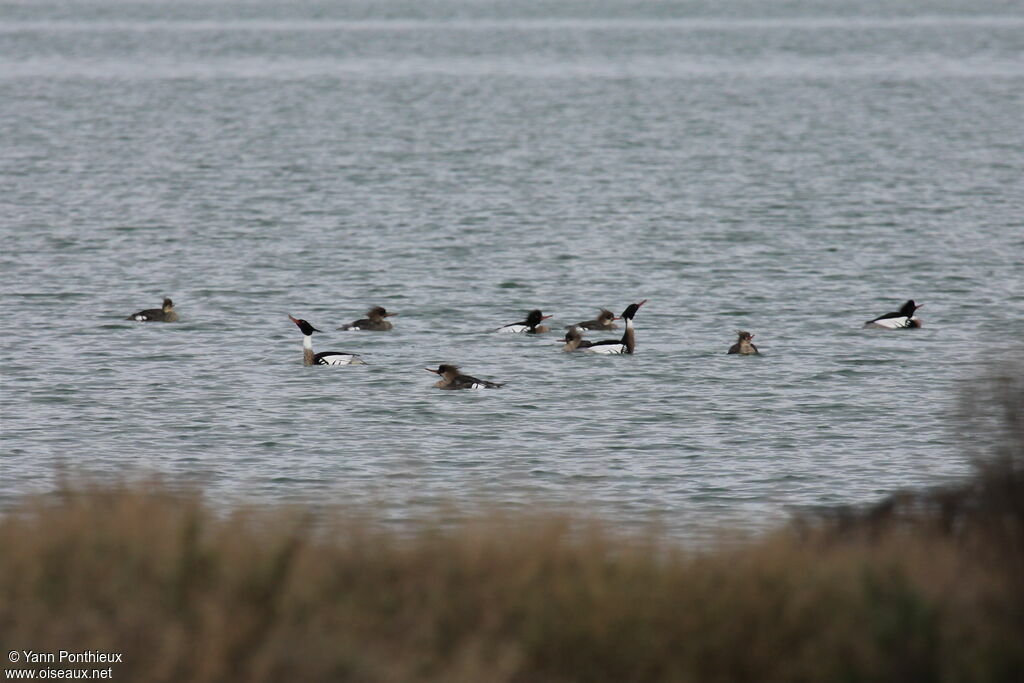 Red-breasted Merganser