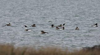 Red-breasted Merganser