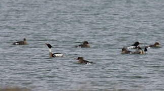 Red-breasted Merganser