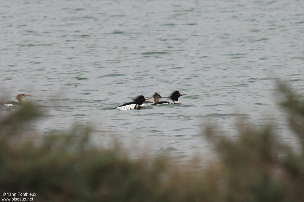 Red-breasted Merganser