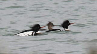 Red-breasted Merganser