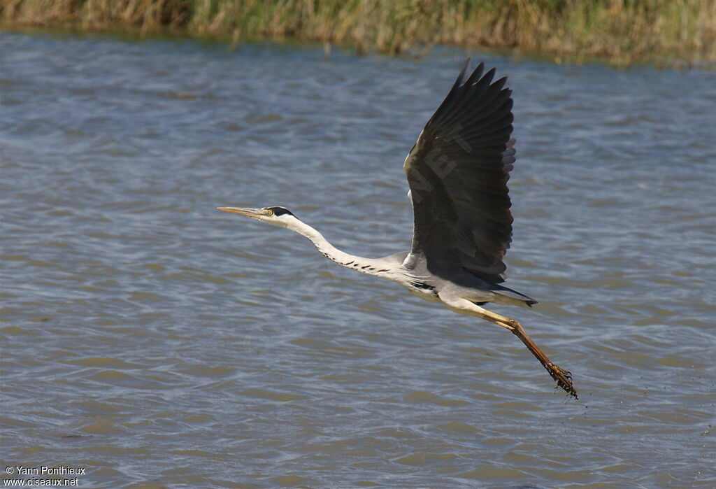 Grey Heronadult, Flight