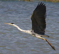 Grey Heron