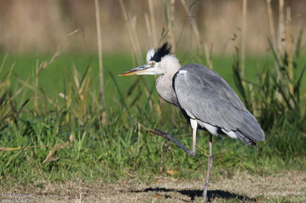 Grey Heronadult, Behaviour