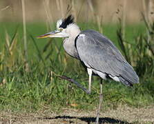 Grey Heron