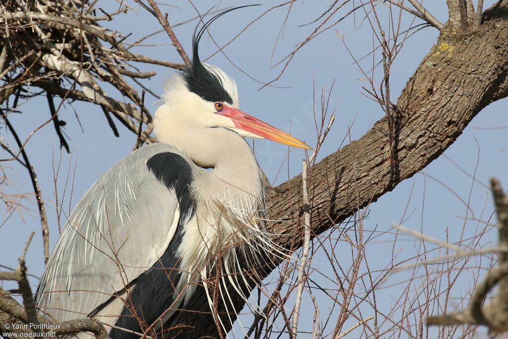 Grey Heron