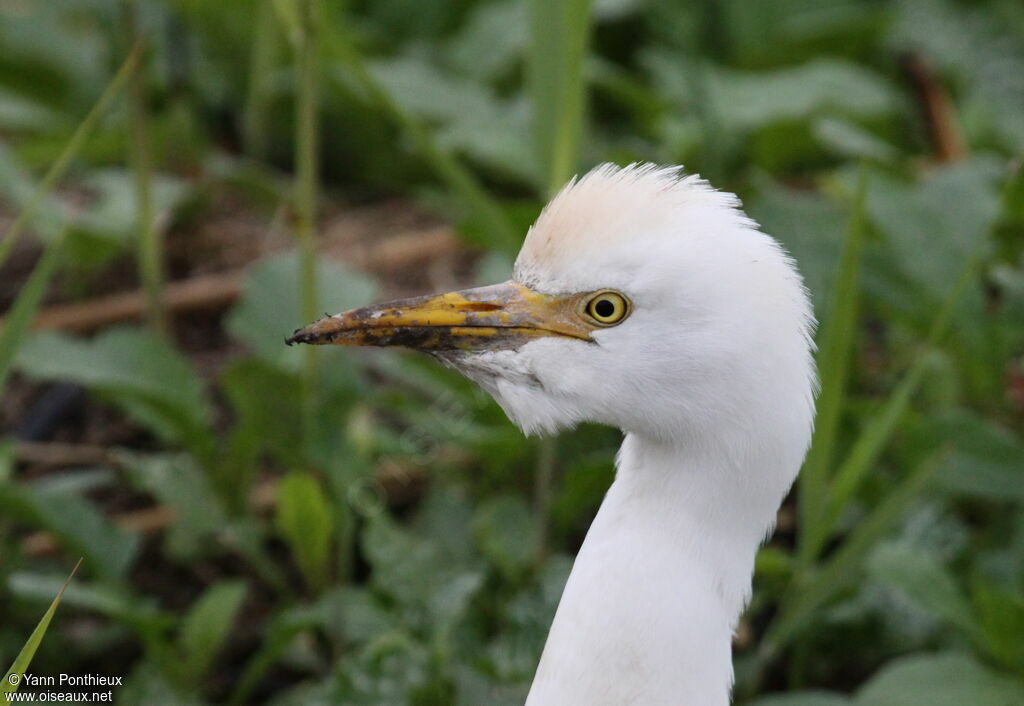 Western Cattle Egret