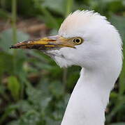 Western Cattle Egret