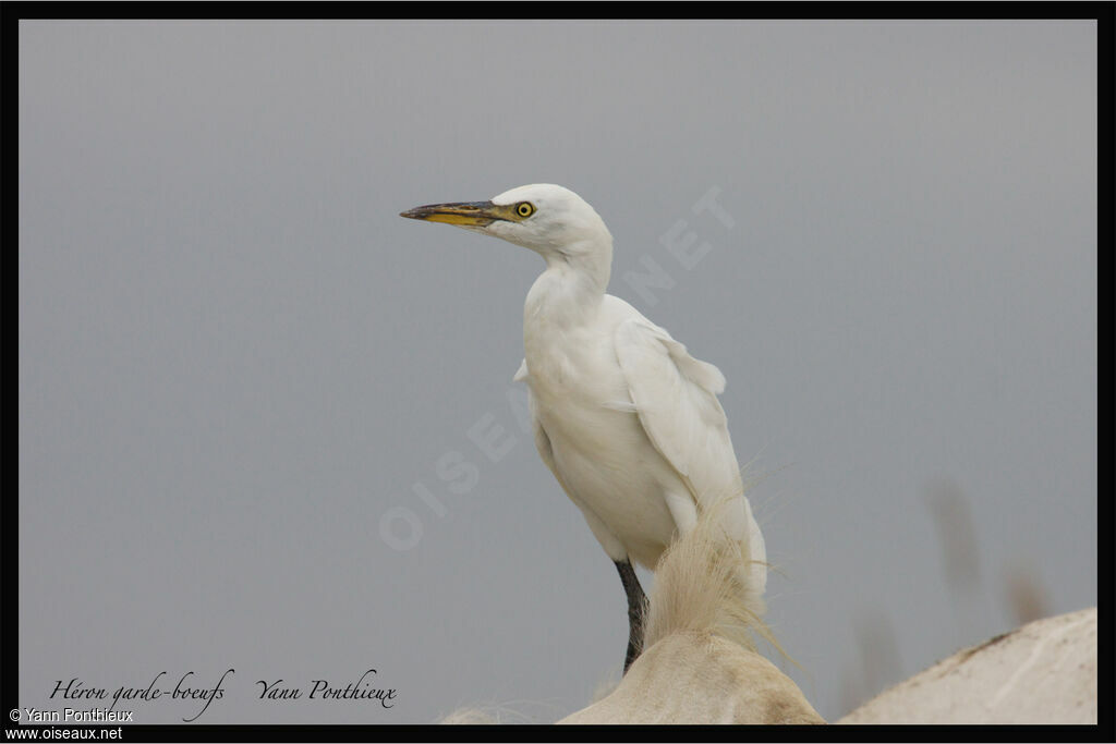 Western Cattle Egret