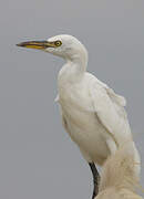 Western Cattle Egret