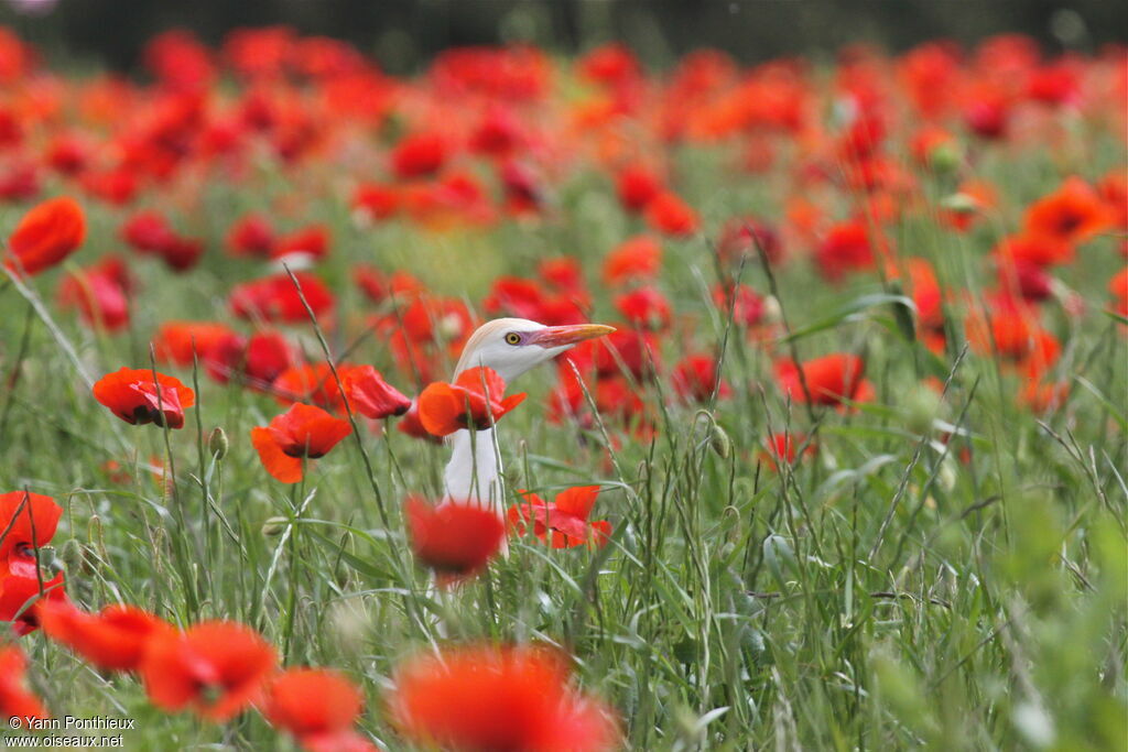 Western Cattle Egret