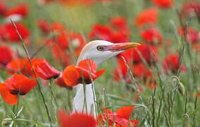 Western Cattle Egret