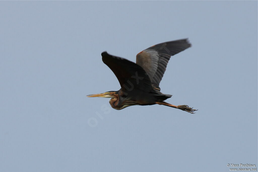 Purple Heron