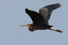 Purple Heron