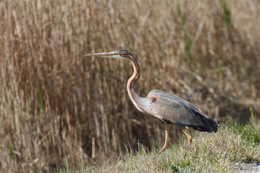 Purple Heron