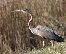 Purple Heron