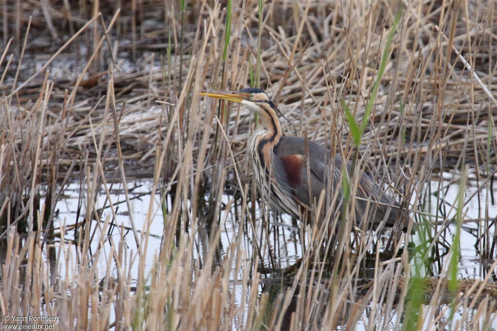 Purple Heron