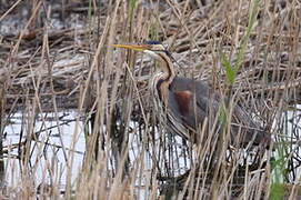 Purple Heron