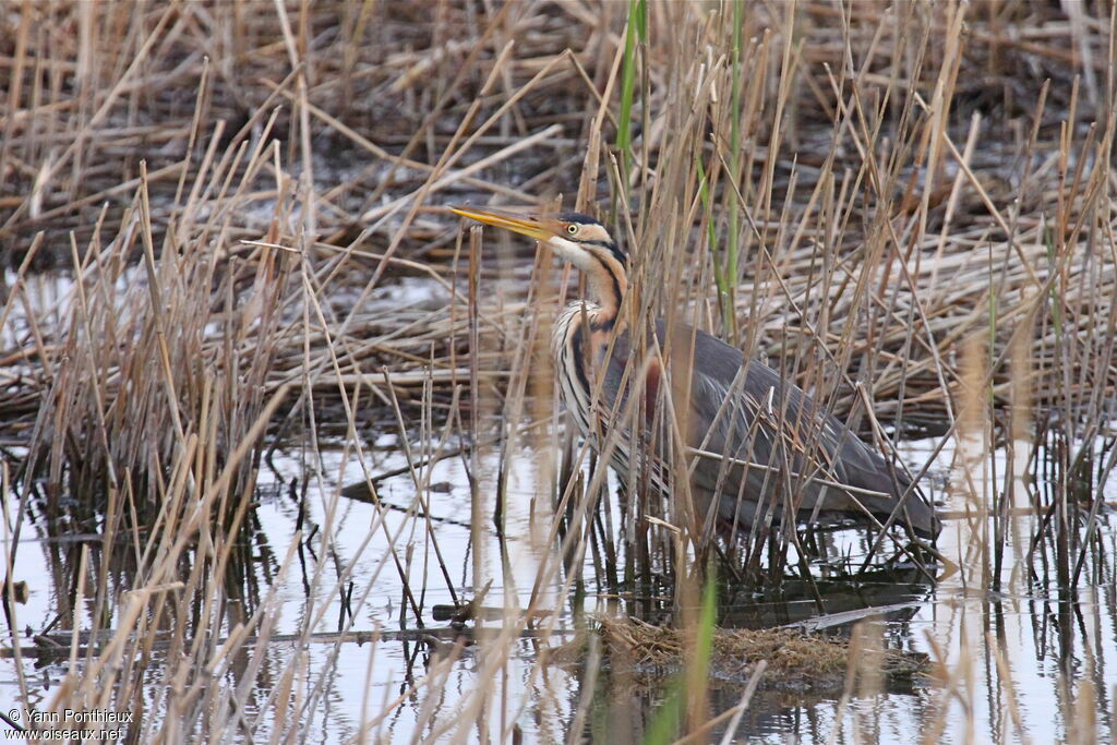 Purple Heron