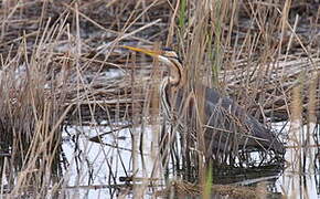 Purple Heron