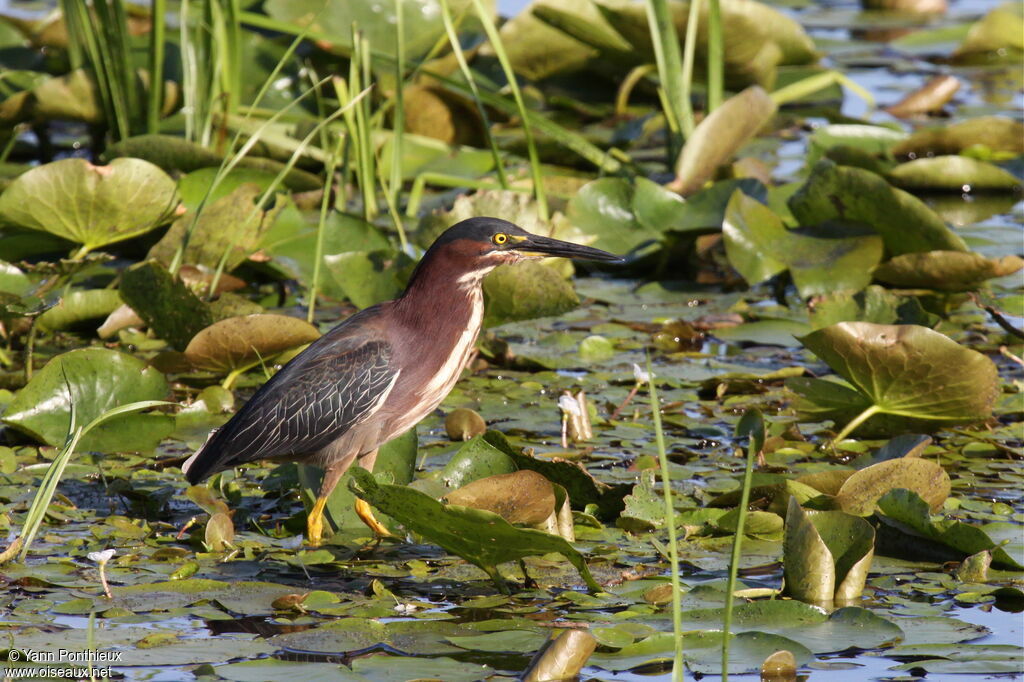 Green Heronadult