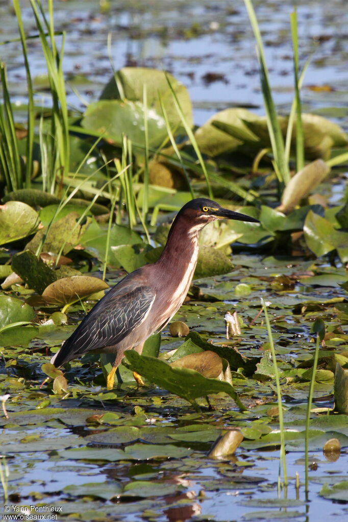 Green Heronadult