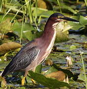 Green Heron