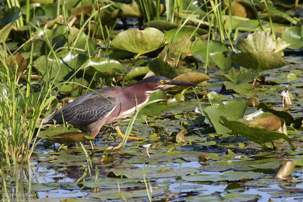 Green Heronadult