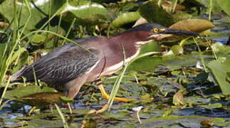 Green Heron