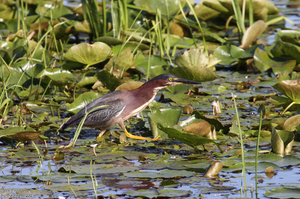 Green Heronadult, habitat, pigmentation, walking